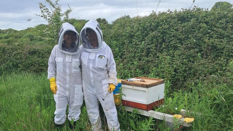 Irish Wild Honeybees