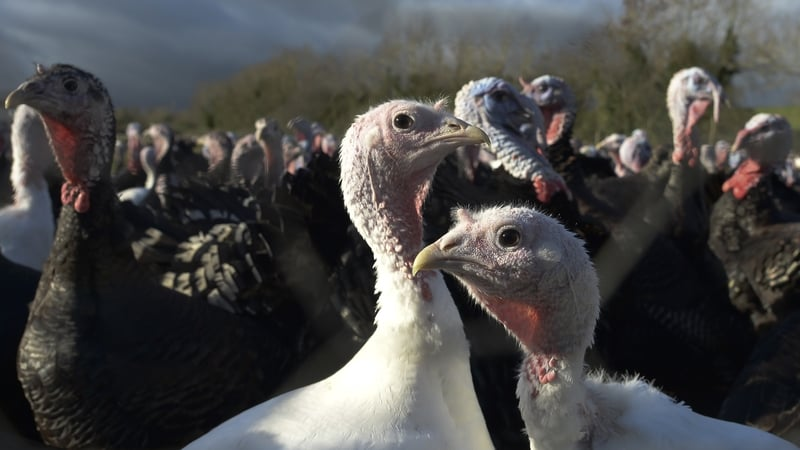 Compulsory housing orders for poultry to come into force due to Avian flu outbreak