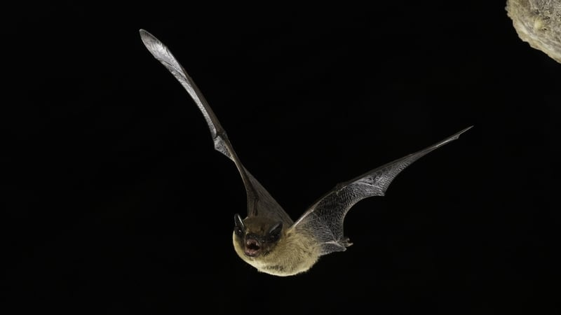 How outdoor lights affects bats and other wildlife