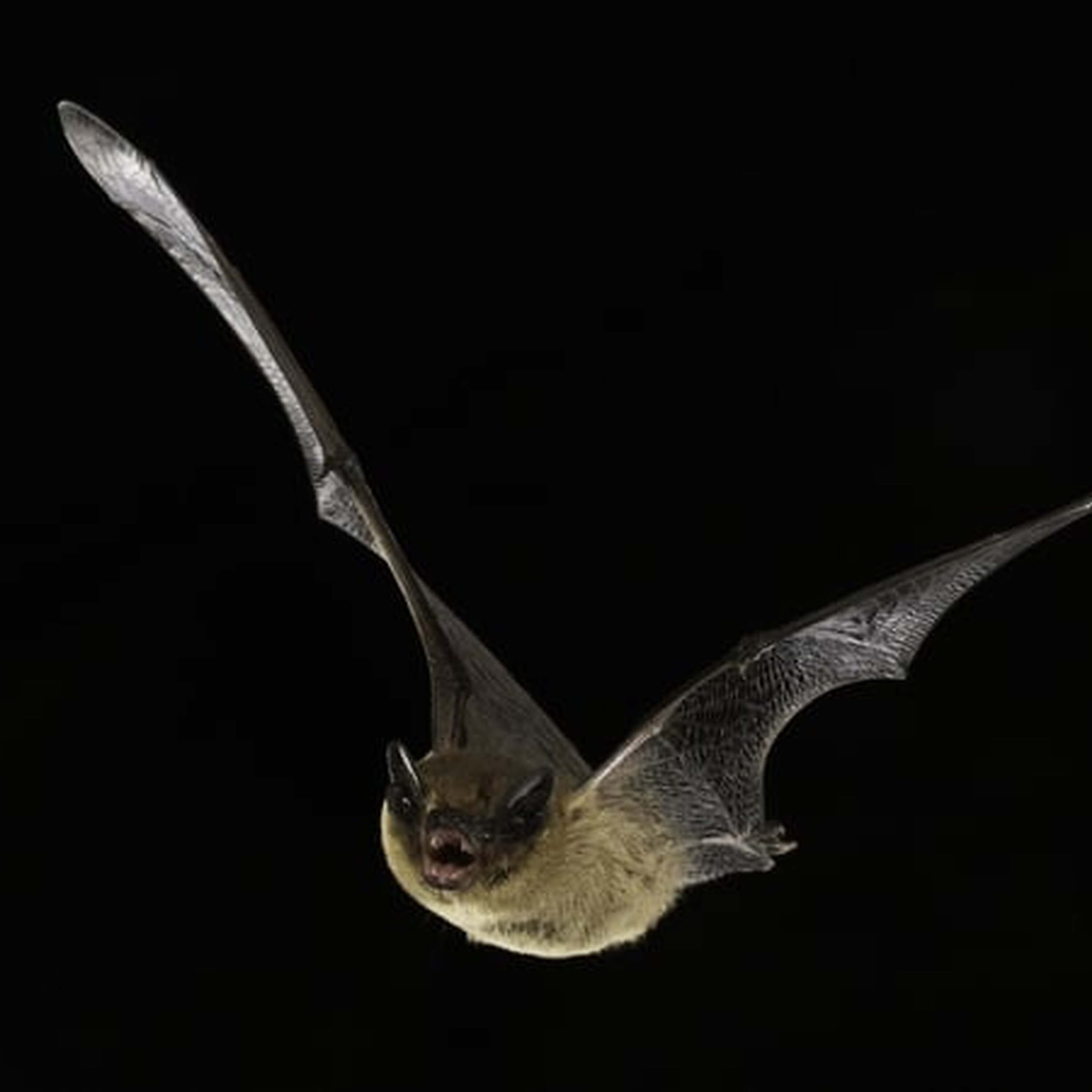 How outdoor lights affects bats and other wildlife How outdoor lights affects bats and other wildlife