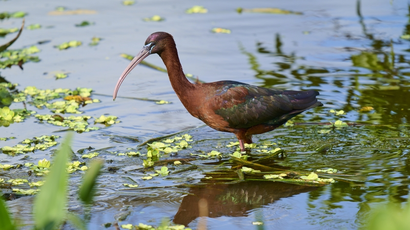 Glossed and Found: the glossy ibis population in Ireland booms