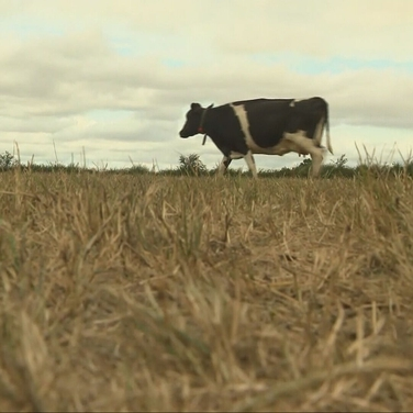 Tough year for farmers on weather front episode artwork