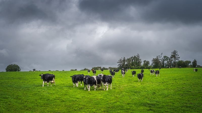 Gardaí investigate theft of 18 cattle worth £30,000