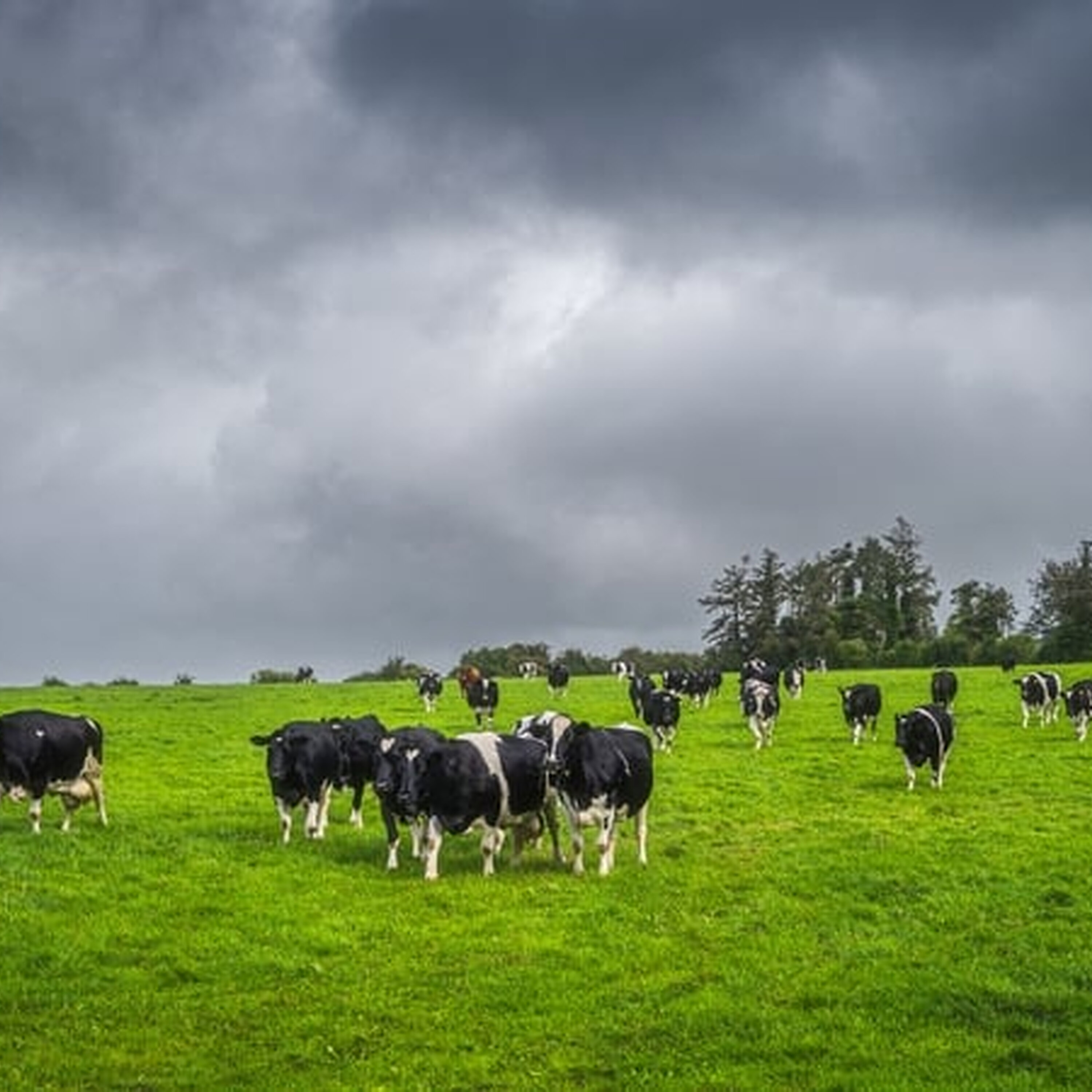 Gardaí investigate theft of 18 cattle worth £30,000 Gardaí investigate theft of 18 cattle worth £30,000