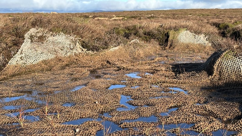 Leitrim farmers pioneering large-scale wetland restoration