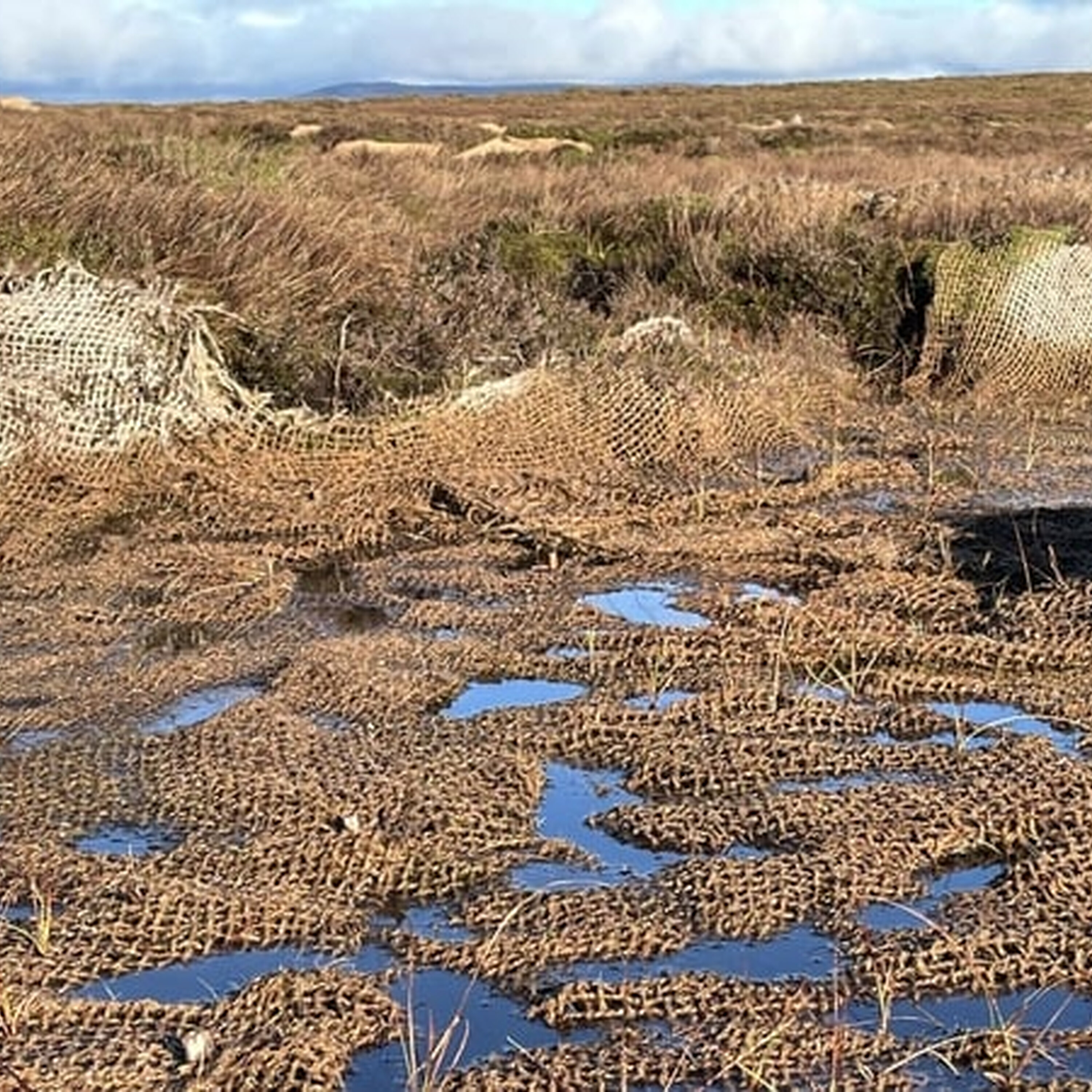 Leitrim farmers pioneering large-scale wetland restoration Leitrim farmers pioneering large-scale wetland restoration
