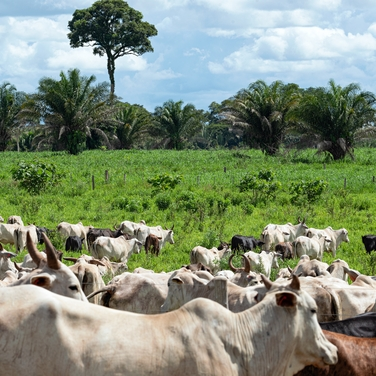 EU suspends Brazilian meat imports amid safety concerns episode artwork