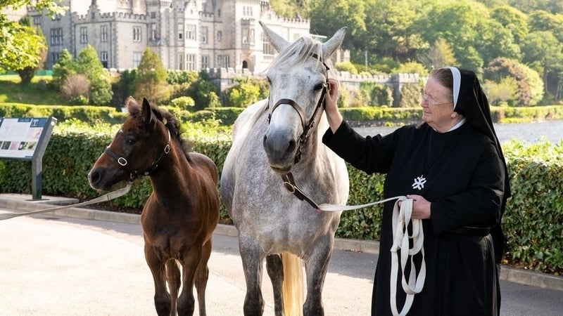 Connemara ponies being brought to Áras an Uachtaráin for summer