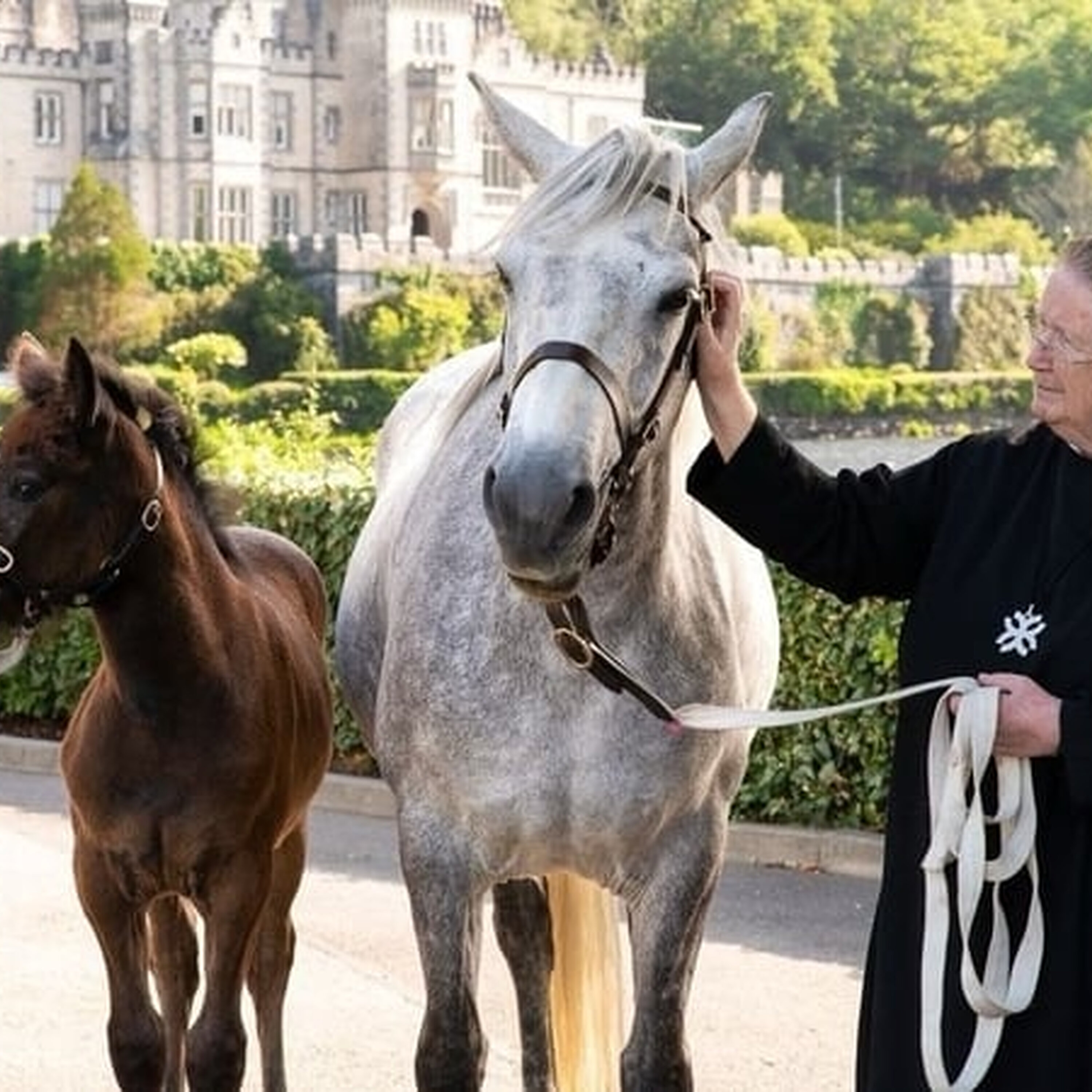Connemara ponies being brought to Áras an Uachtaráin for summer