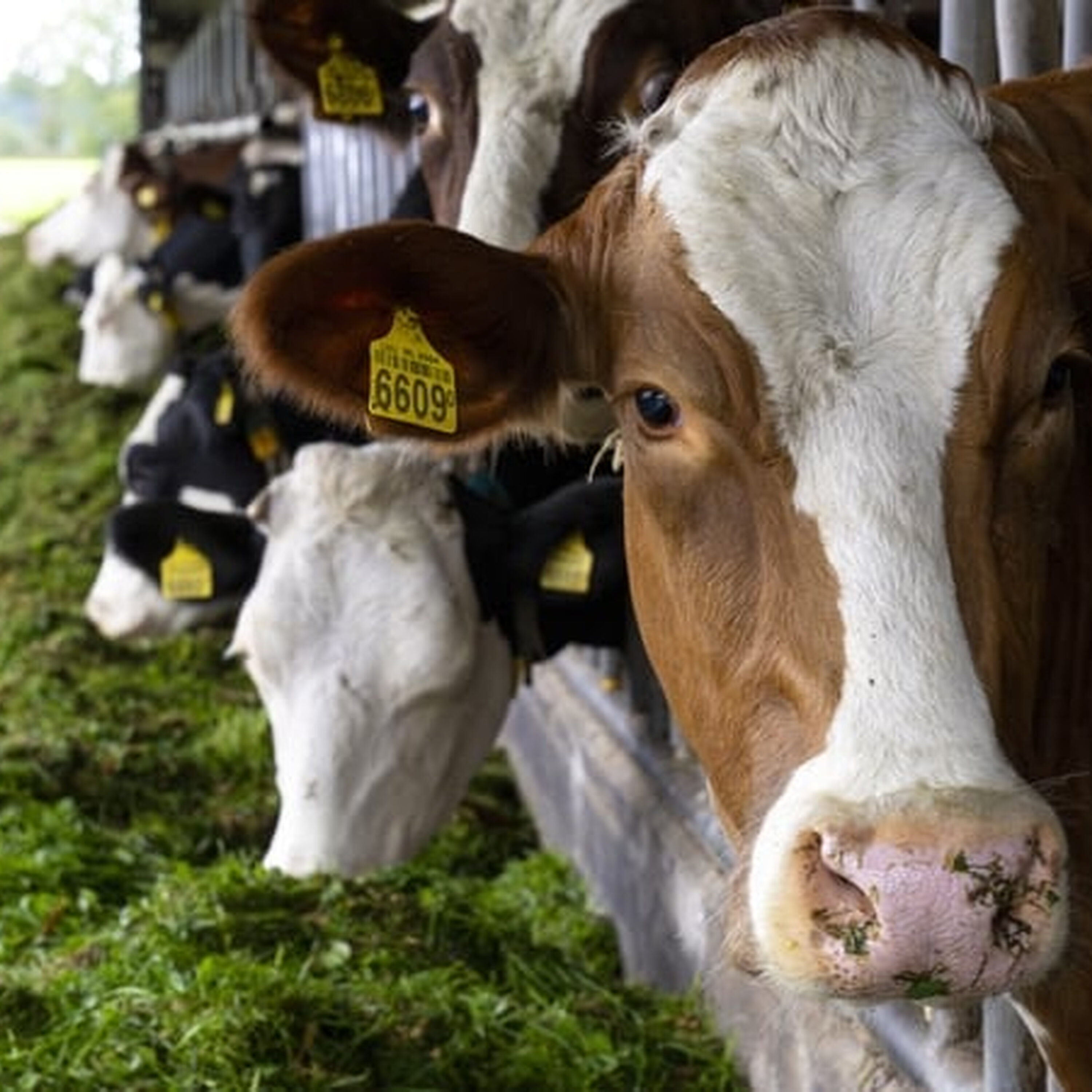 Nitrates Derogation Nitrates Derogation