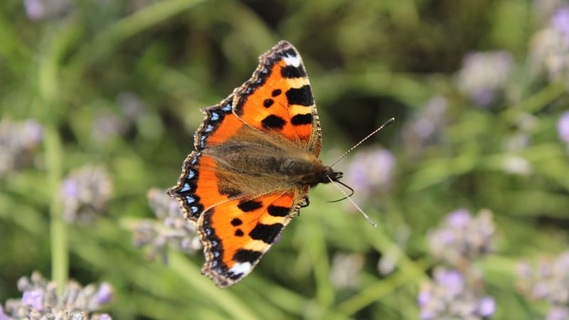 Call for more consideration of Irish biodiversity in developers' planning