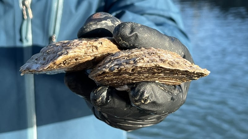 Oysters returned to Dún Laoghaire harbour after 200 years