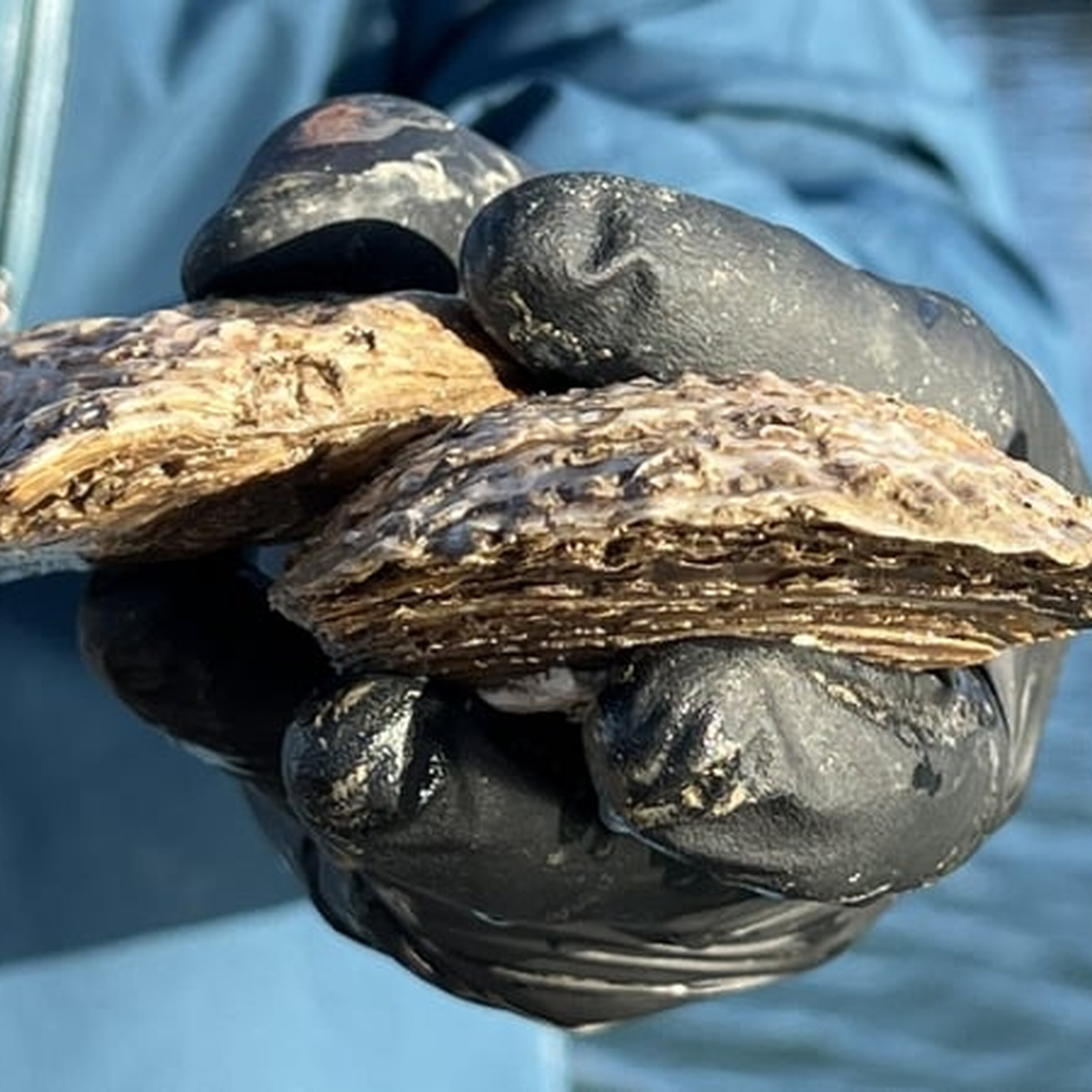 Oysters returned to Dún Laoghaire harbour after 200 years Oysters returned to Dún Laoghaire harbour after 200 years