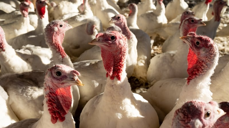 Bird flu outbreak confirmed at turkey farm in Monaghan