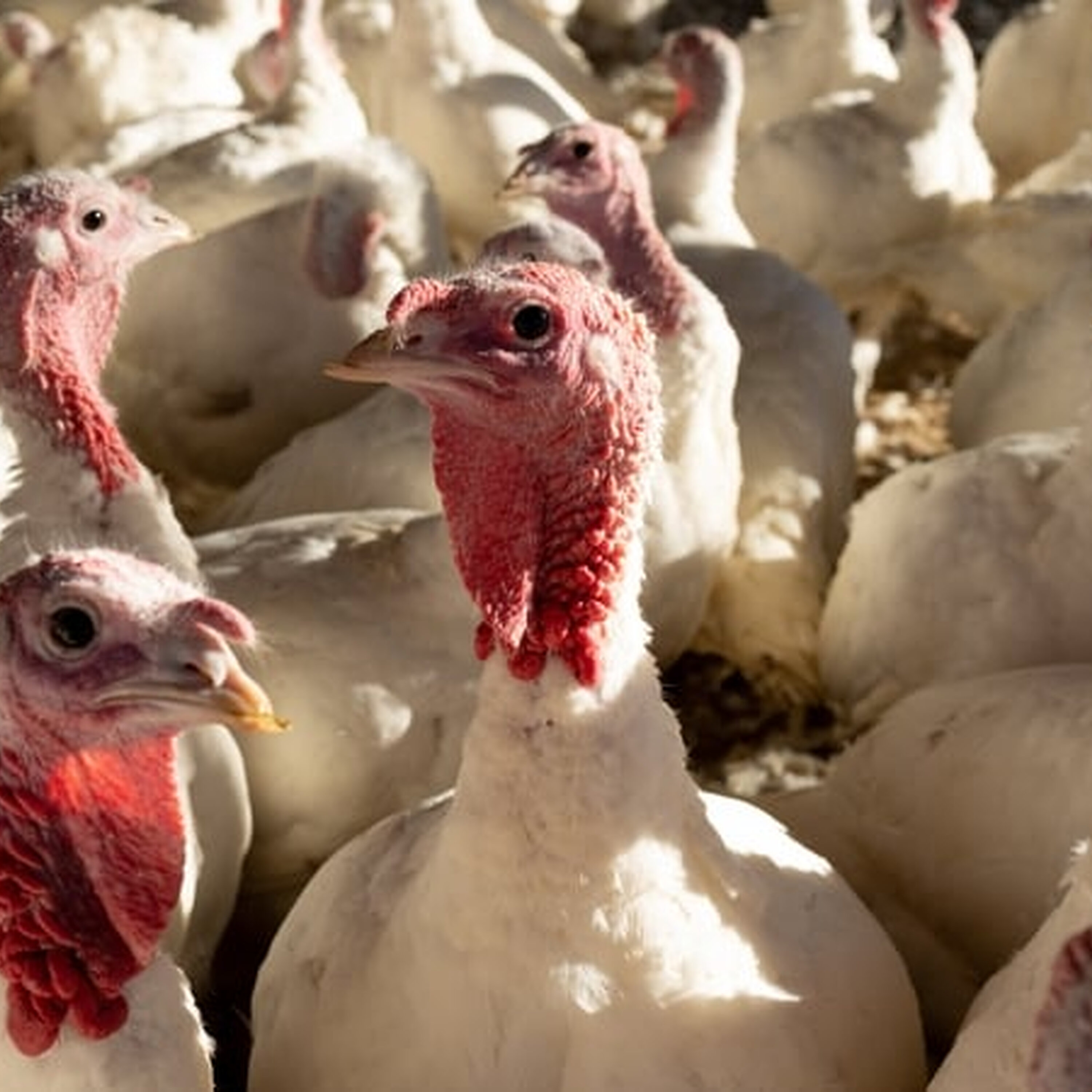 Bird flu outbreak confirmed at turkey farm in Monaghan Bird flu outbreak confirmed at turkey farm in Monaghan