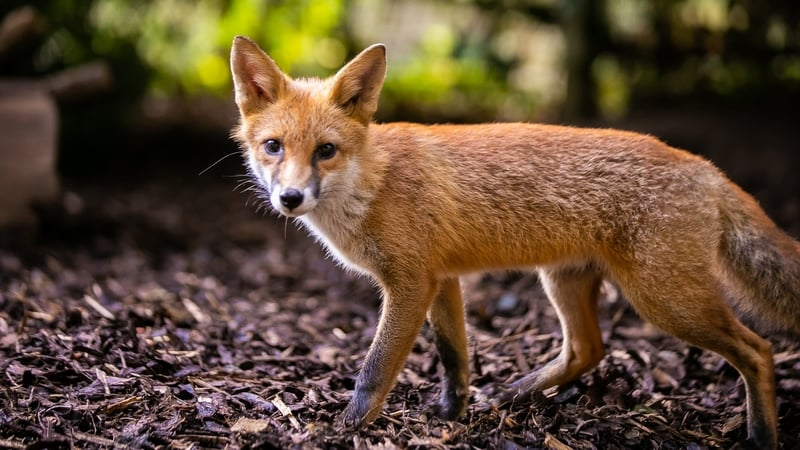 Foxhunting - an outdated blood sport or a 'rural pursuit'?