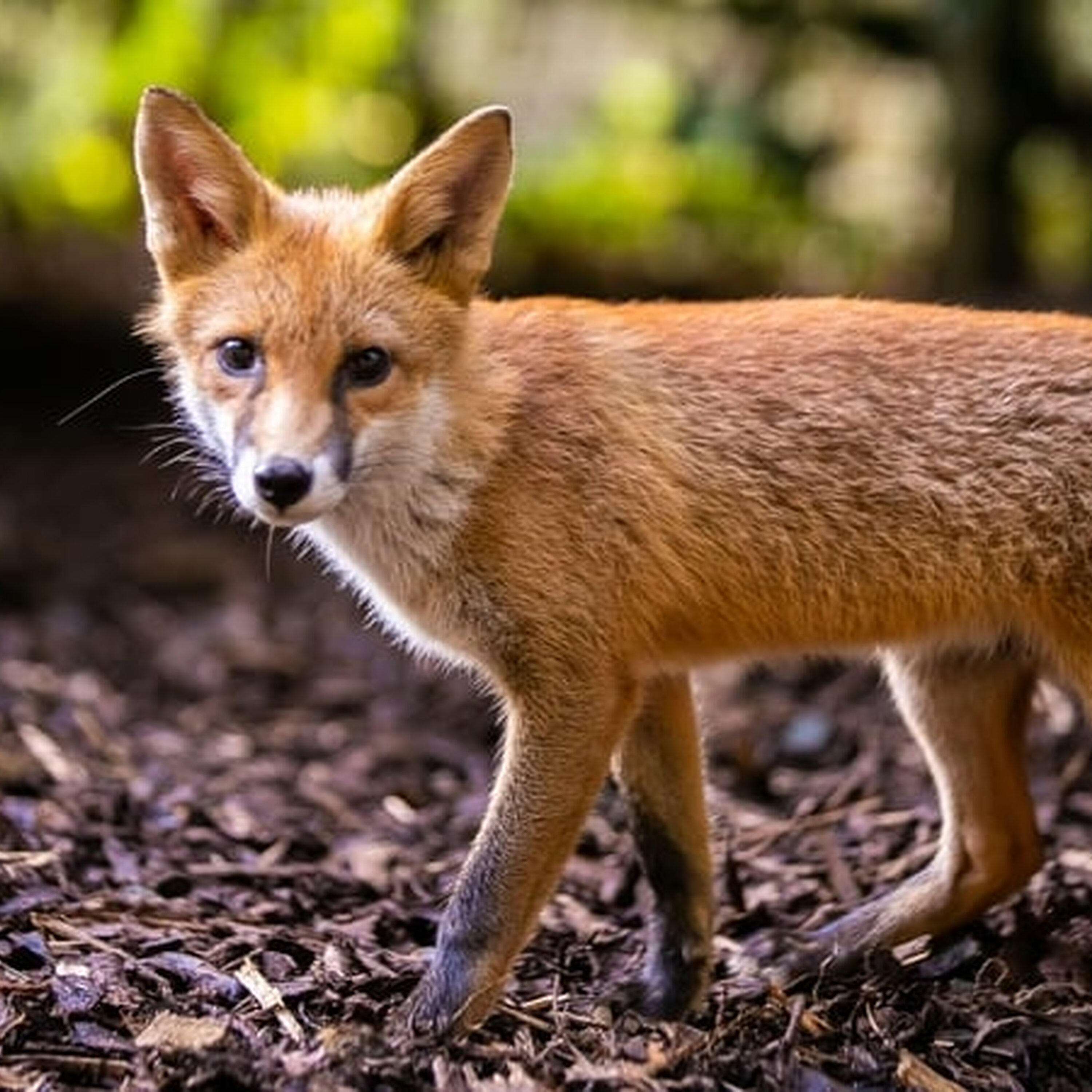 Foxhunting - an outdated blood sport or a 'rural pursuit'? Foxhunting - an outdated blood sport or a 'rural pursuit'?