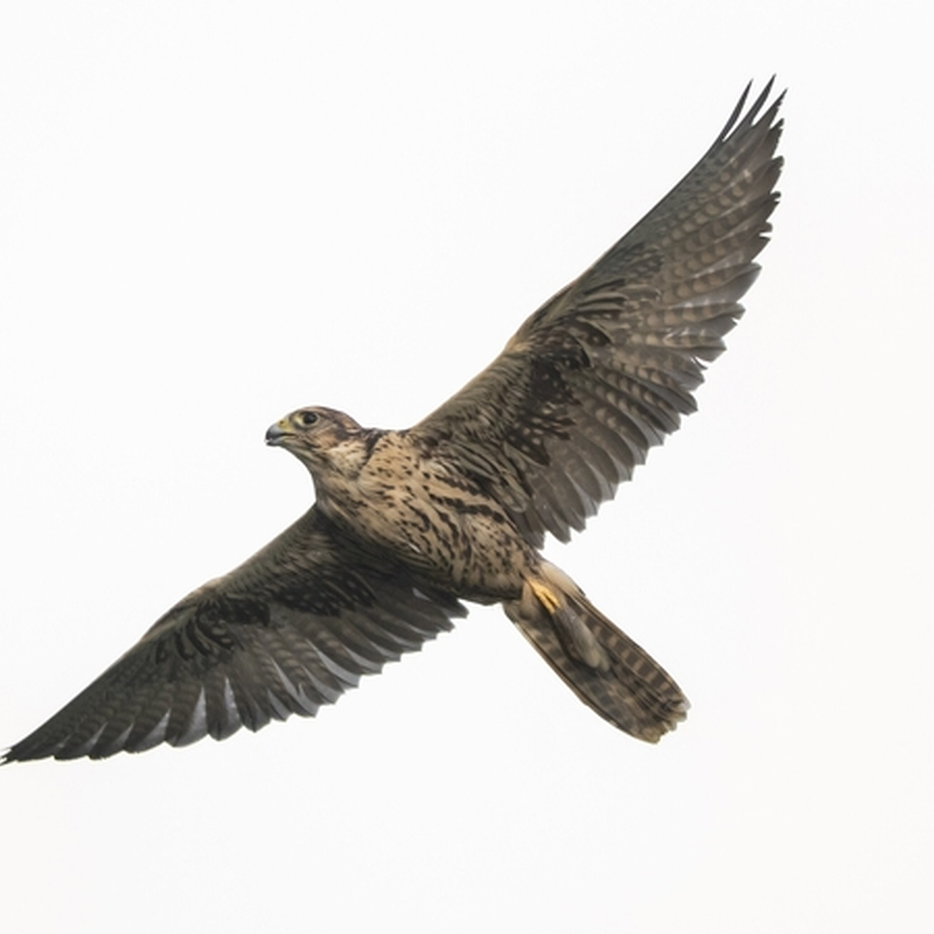 Aussie peregrines Aussie peregrines
