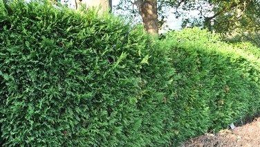 Hedge cutting wars