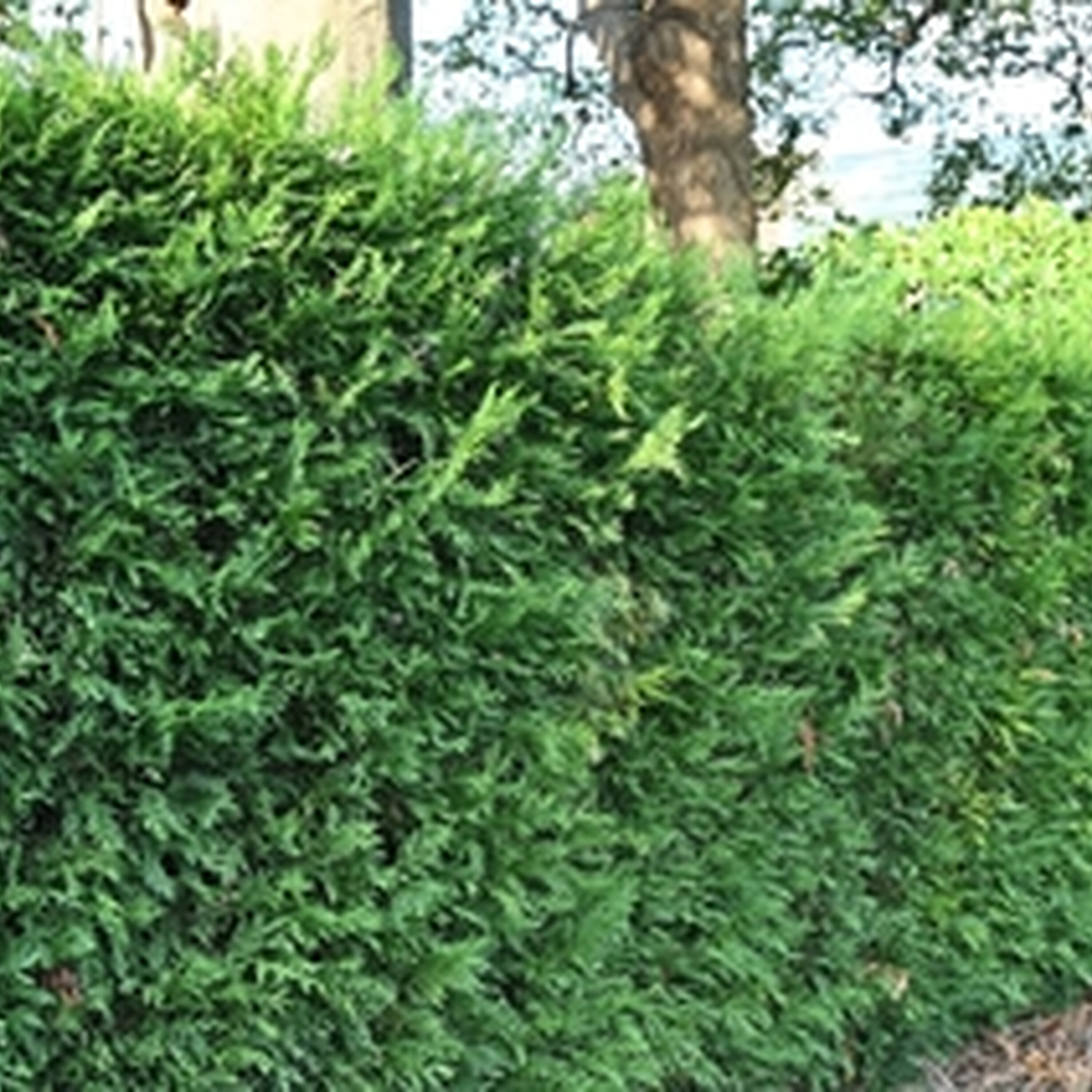 Hedge cutting wars