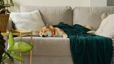 How to care for your ageing pet