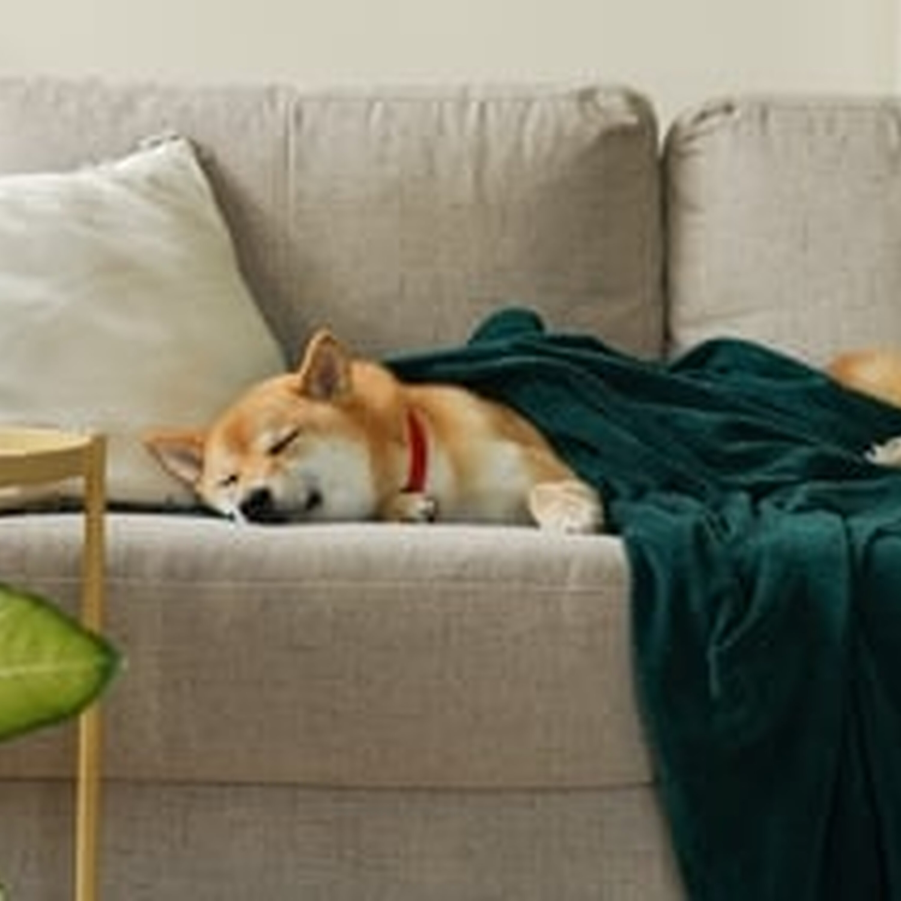 How to care for your ageing pet
