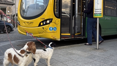 NTA proposes improved access for pets on public transport after consultation