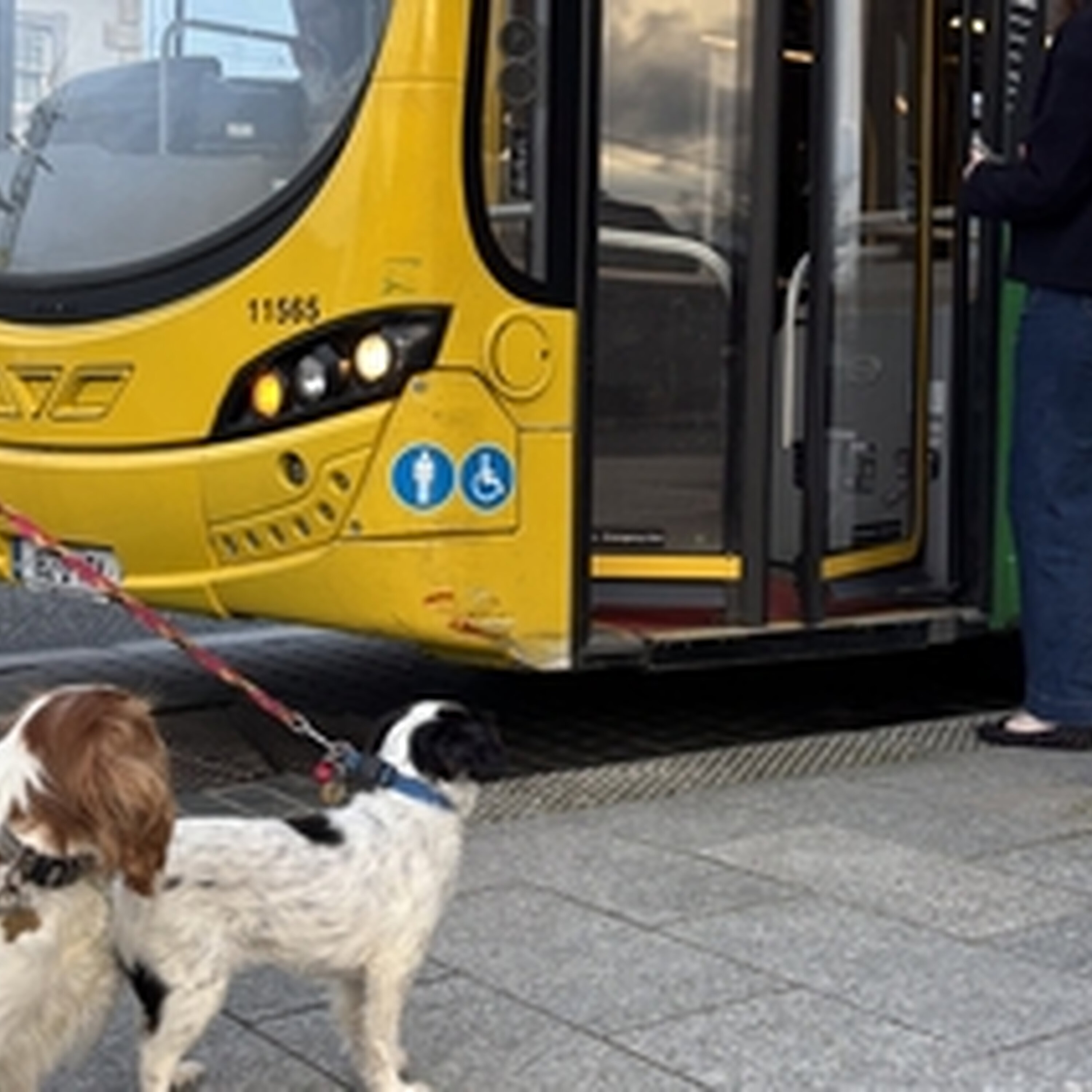NTA proposes improved access for pets on public transport after consultation