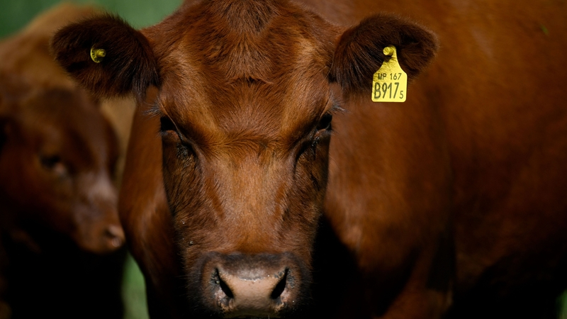 Can EU get Mercosur deal sign off by Christmas?