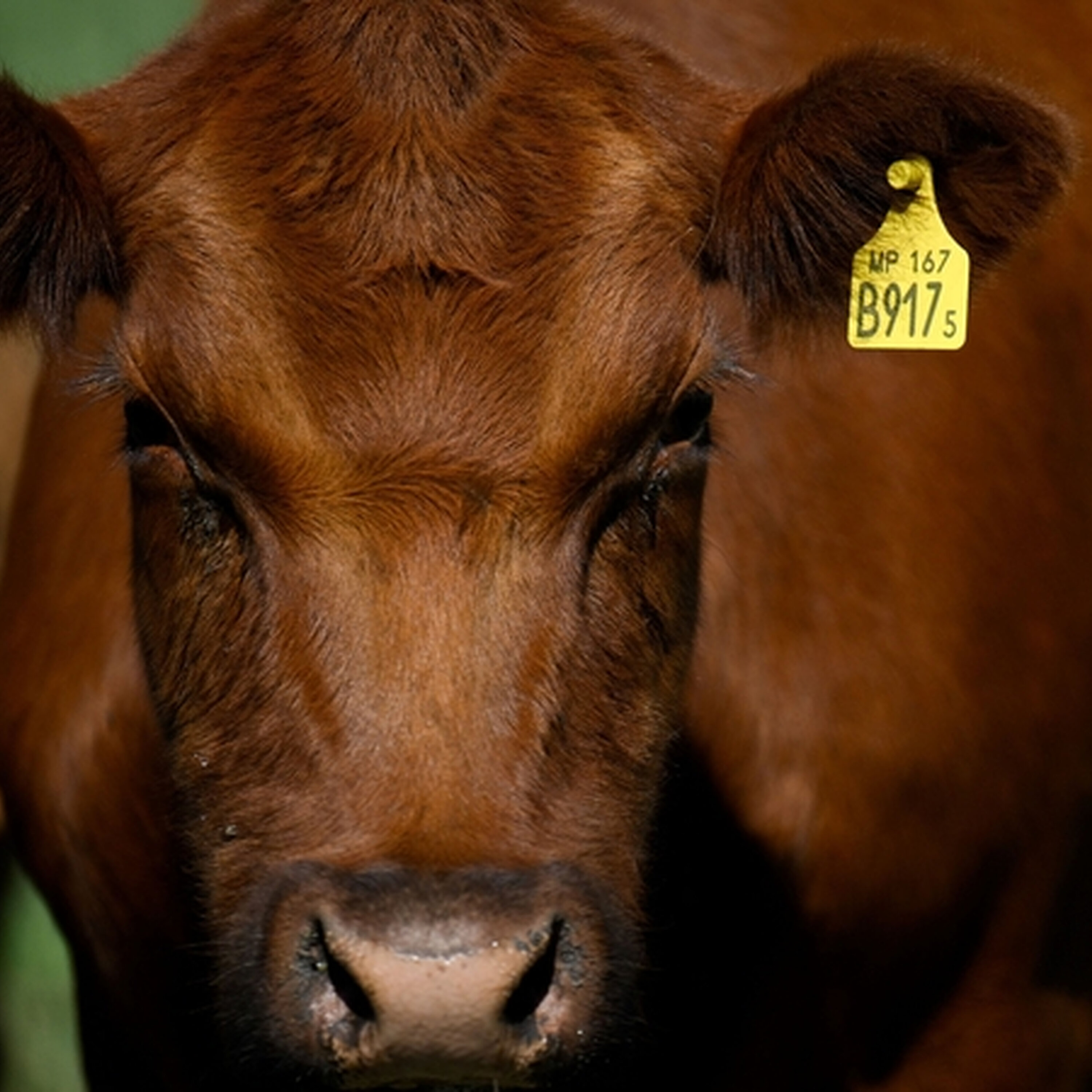 Can EU get Mercosur deal sign off by Christmas? Can EU get Mercosur deal sign off by Christmas?