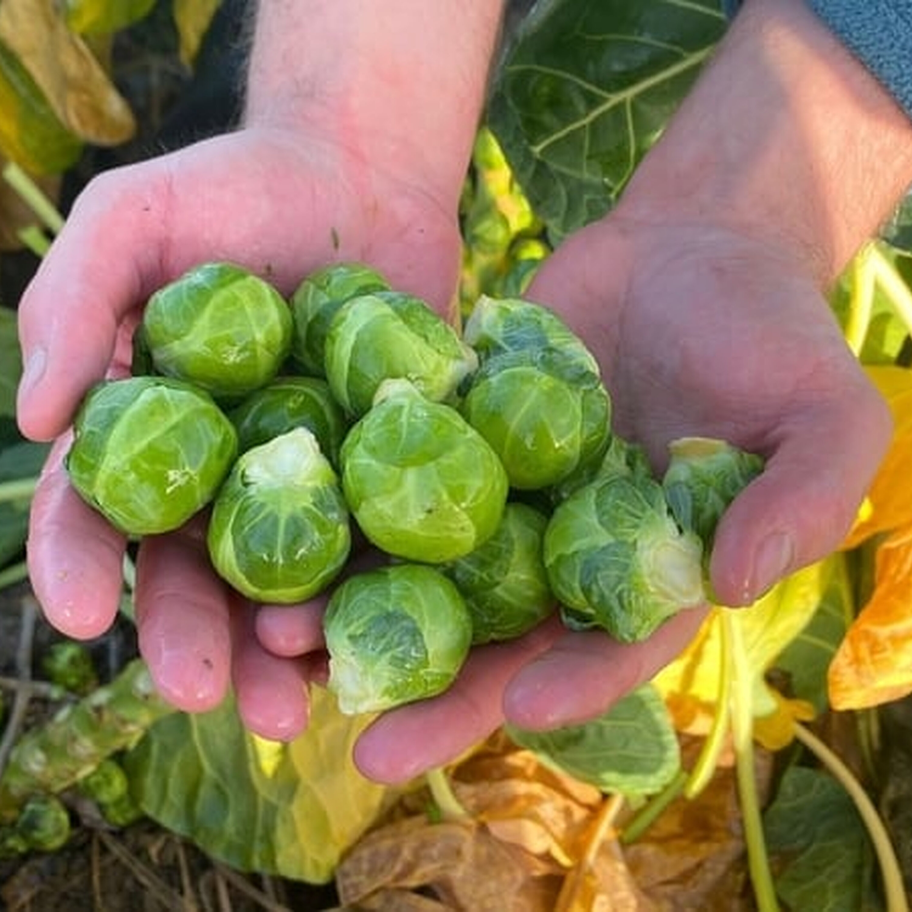 From Farm to Fork From Farm to Fork