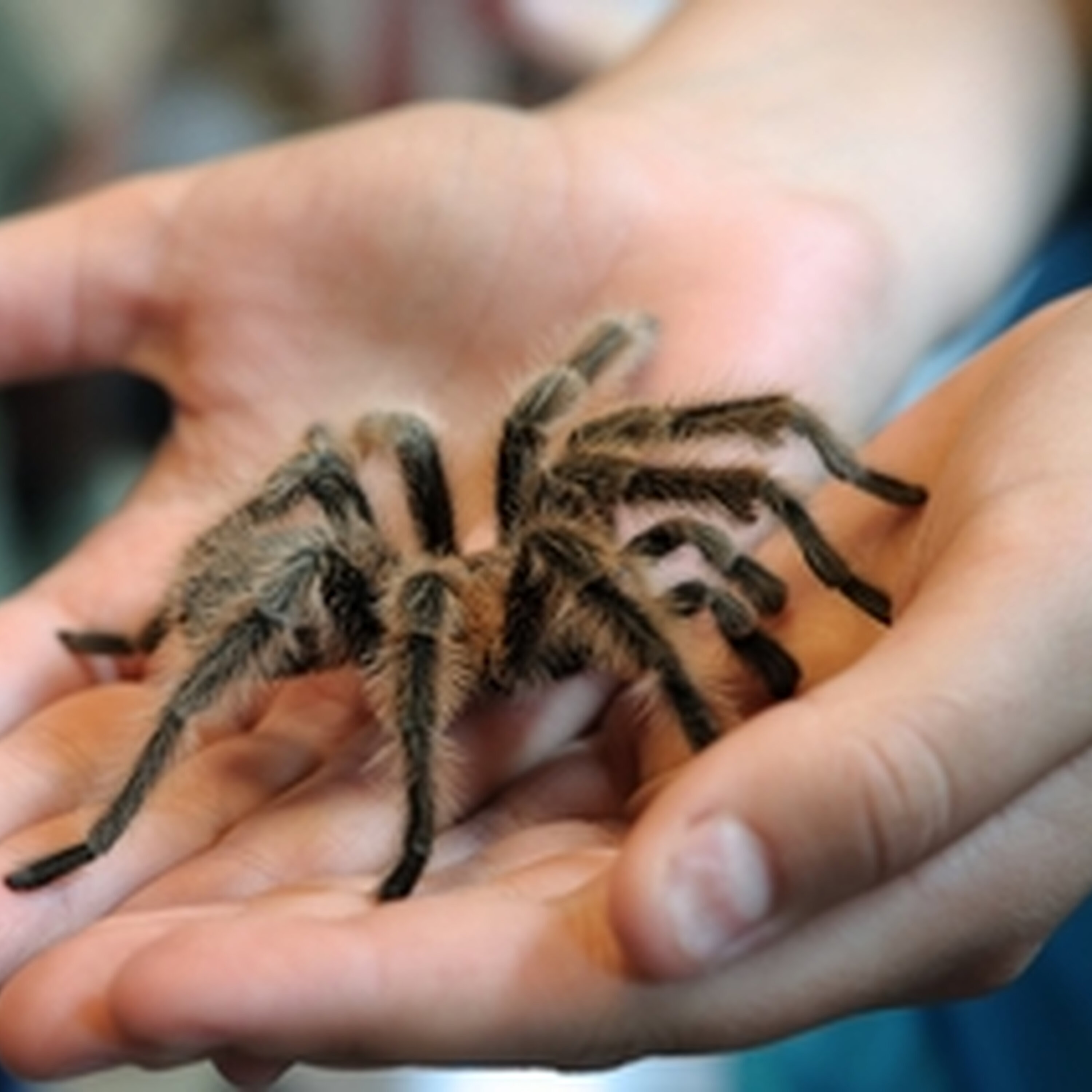 Show some more love to the arachnids in your life