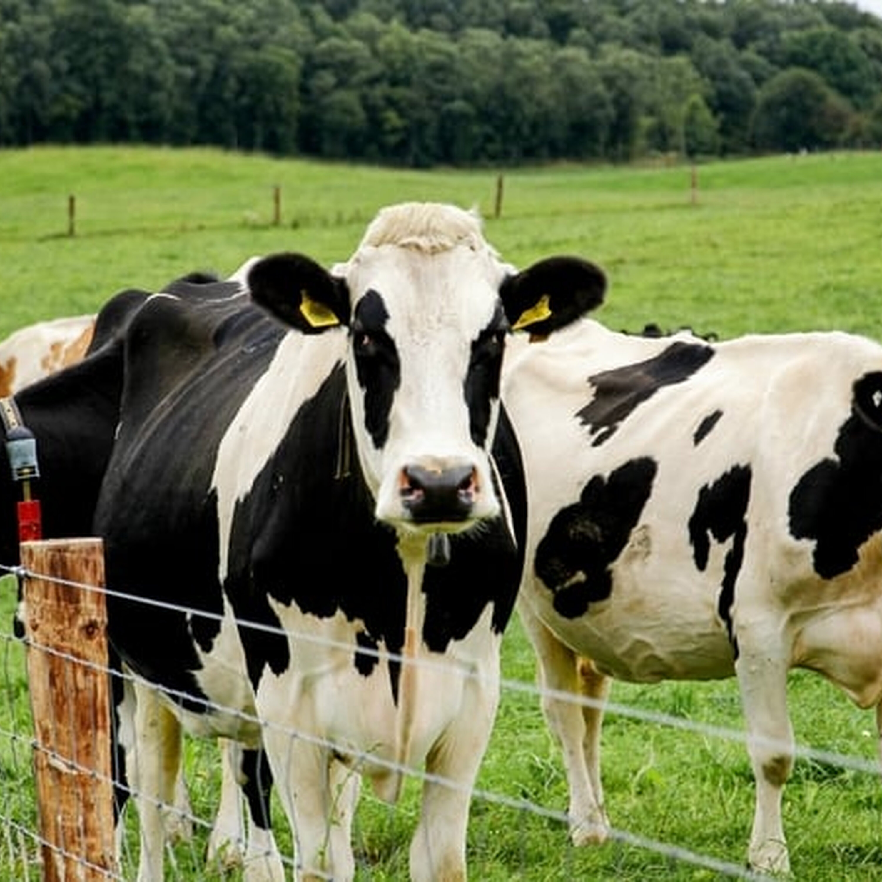 Should raw milk be more readily available?