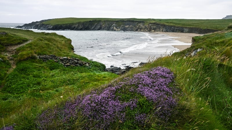 Fragrant July wildflowers to look out for
