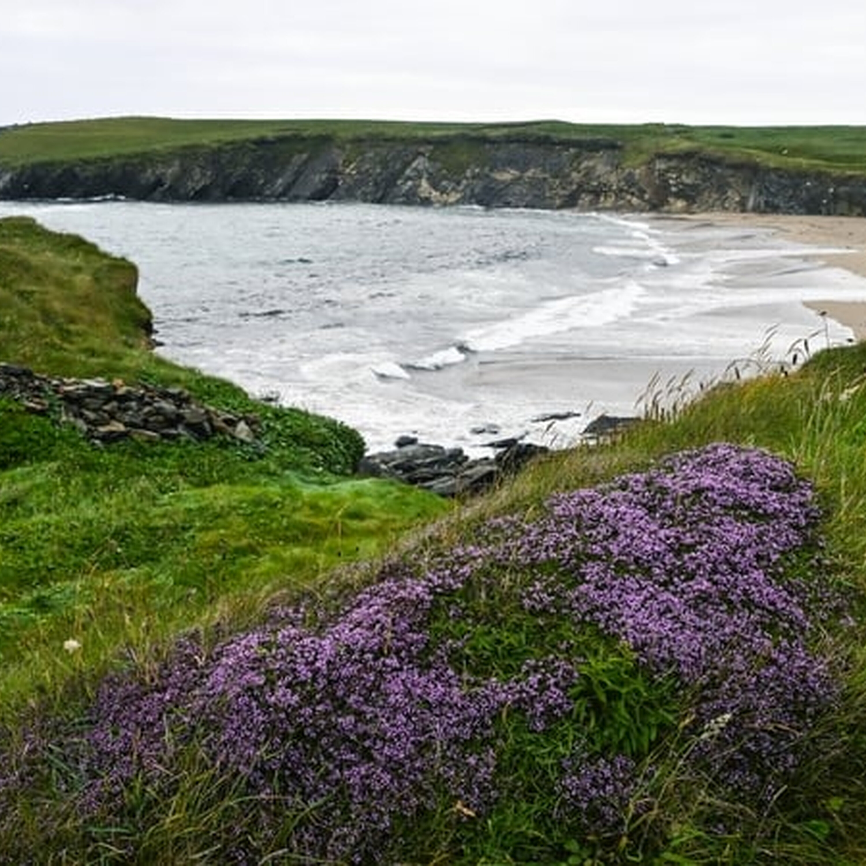 Fragrant July wildflowers to look out for