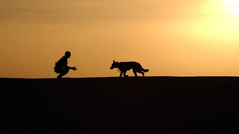 Sniffer dogs at League of Ireland games