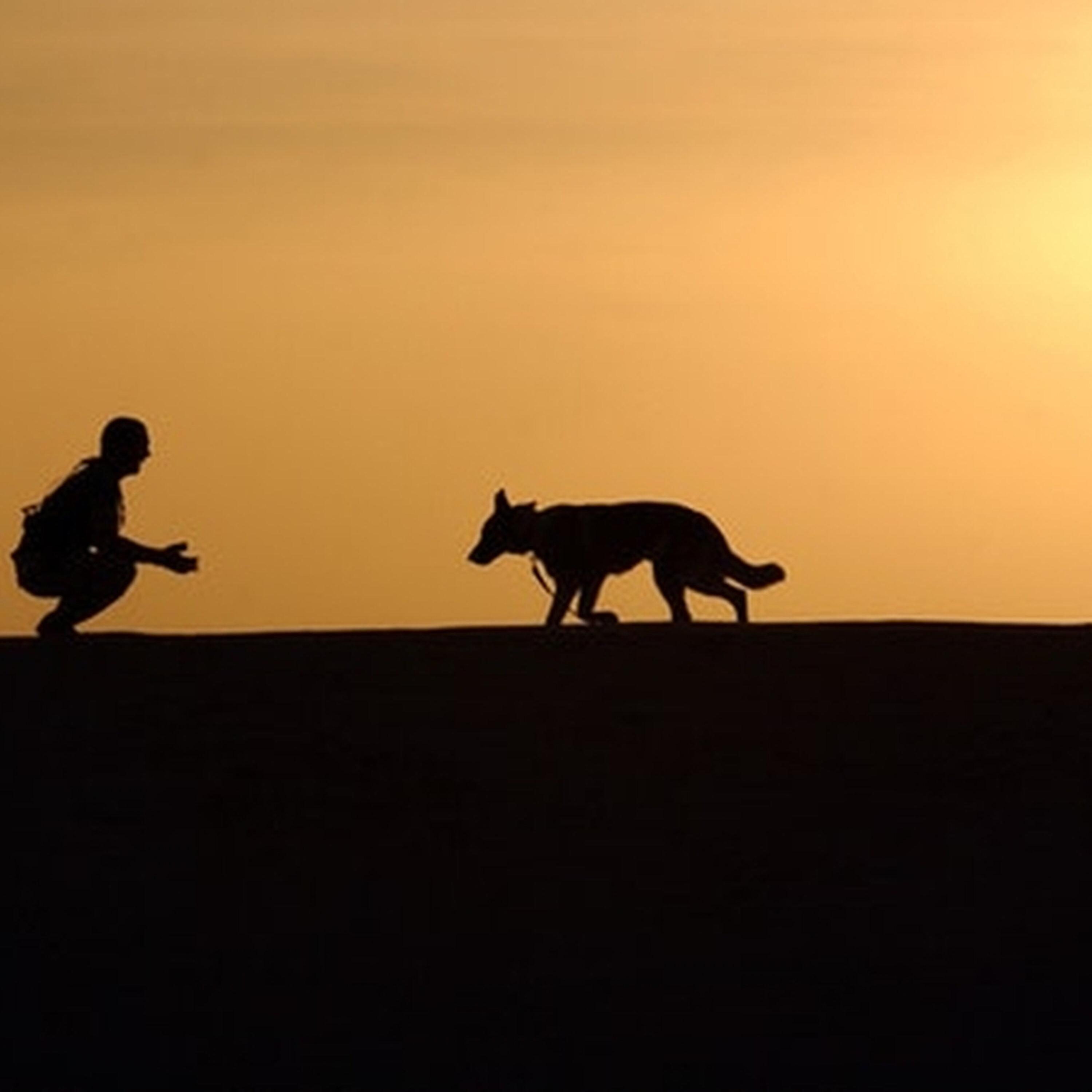 Sniffer dogs at League of Ireland games Sniffer dogs at League of Ireland games