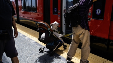 Should you pay a fare for your pet on public transport?