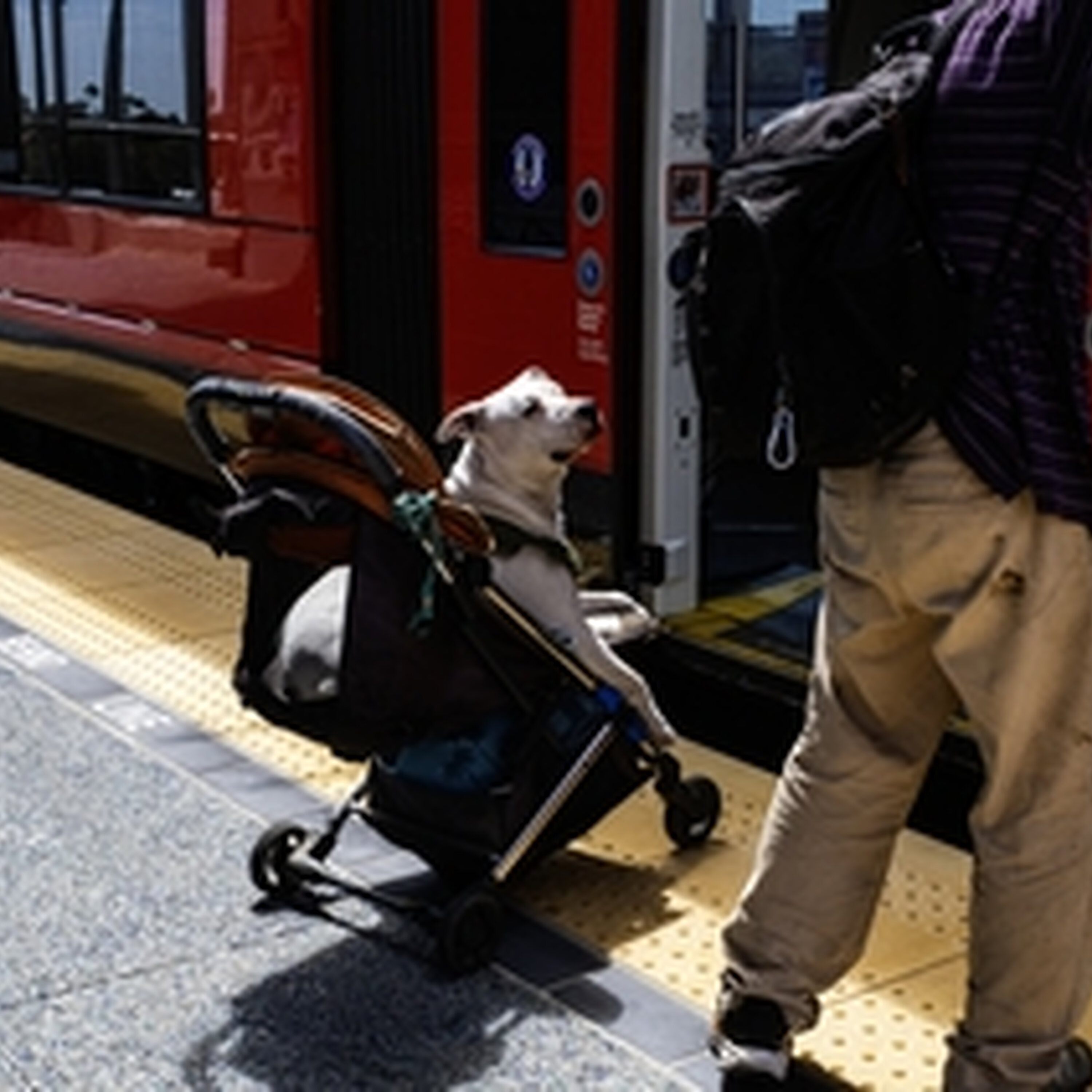 Should you pay a fare for your pet on public transport? Should you pay a fare for your pet on public transport?