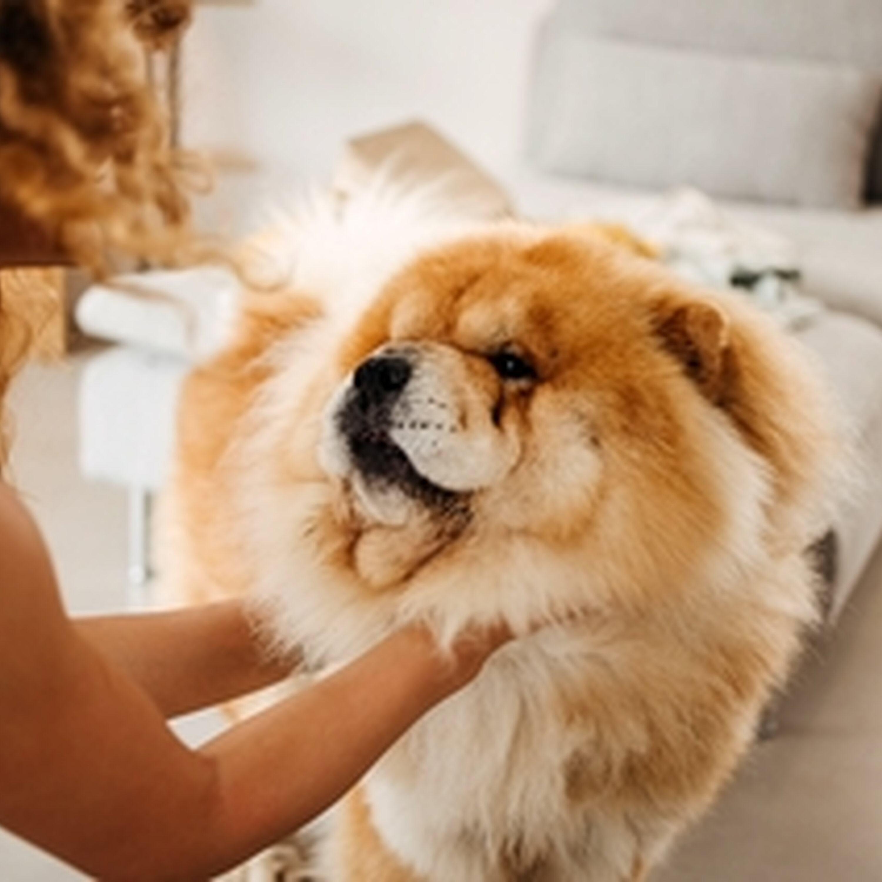 Dog pampering - have we gone too far?