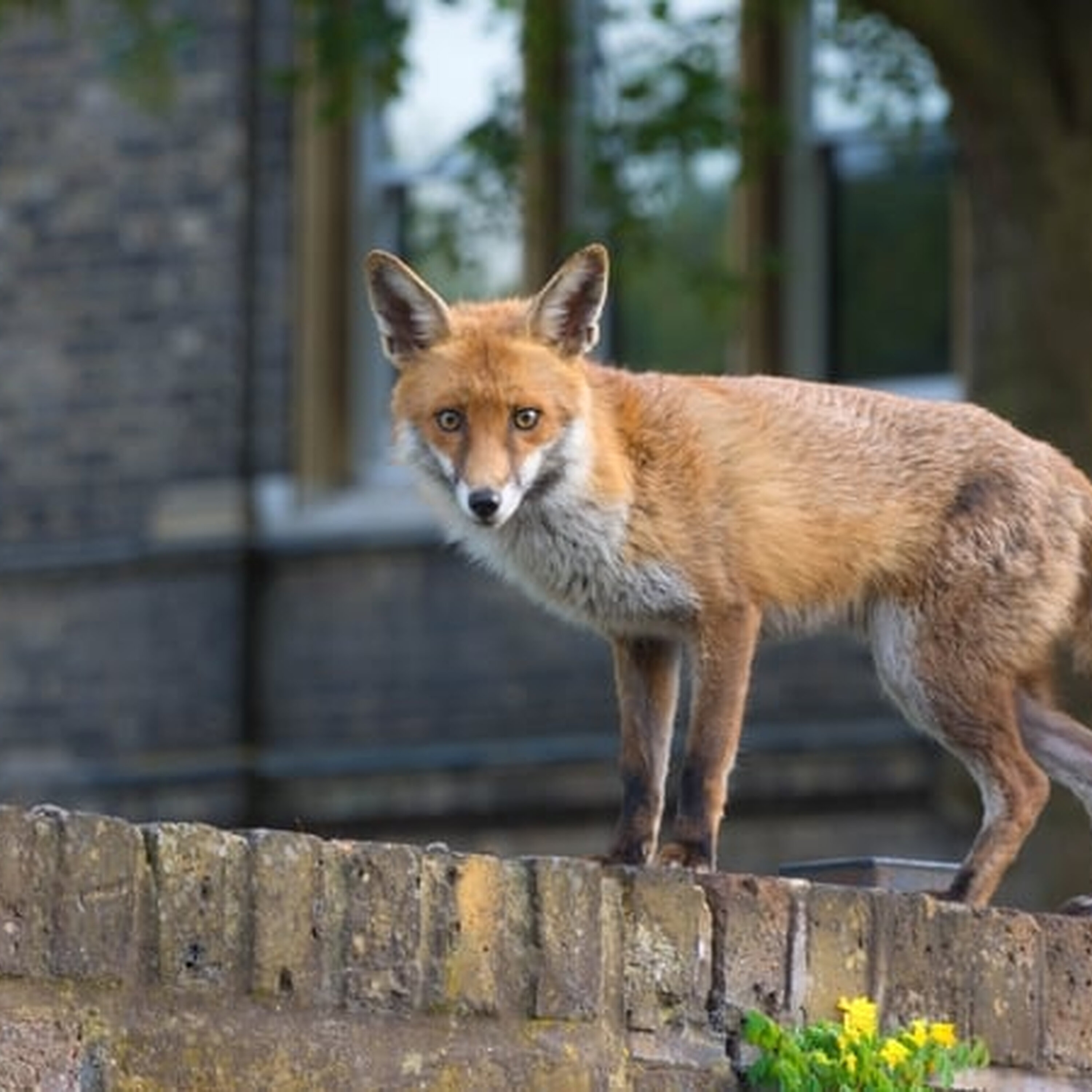 Foxes Eating Brake Cables Foxes Eating Brake Cables