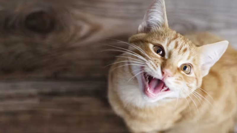 "He ran off with my husband's hearing aid"