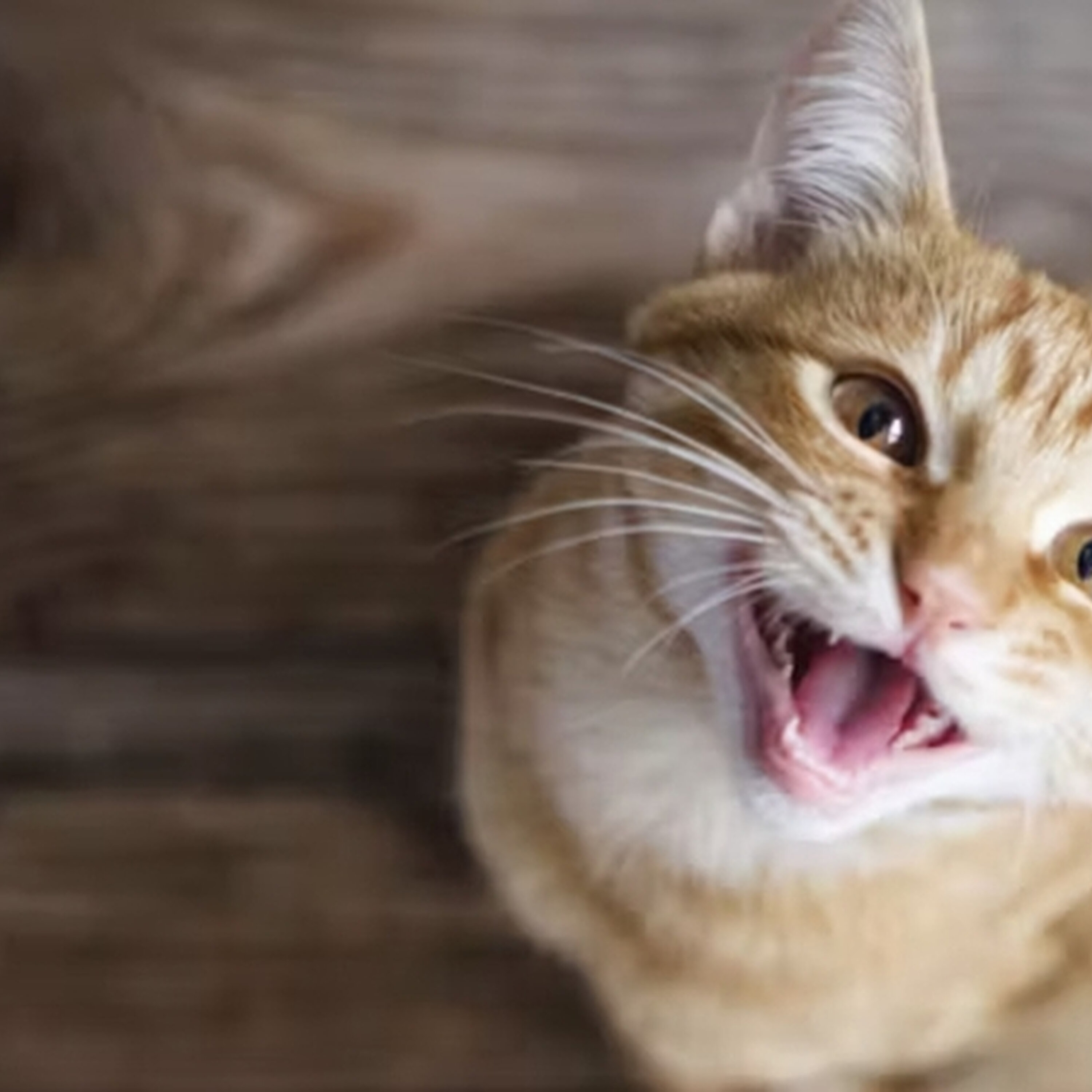 "He ran off with my husband's hearing aid"