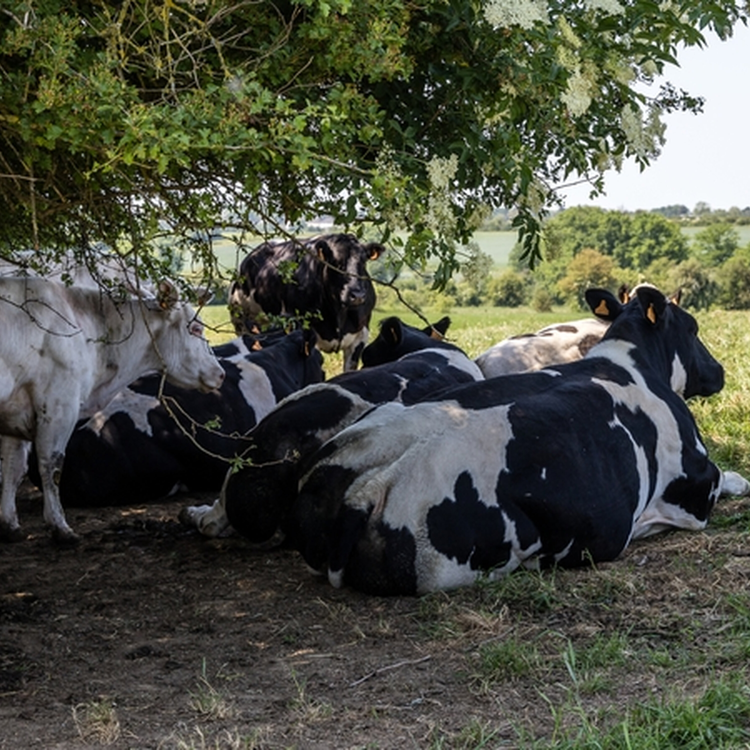 "We call the cows 'Walking Radiators' "