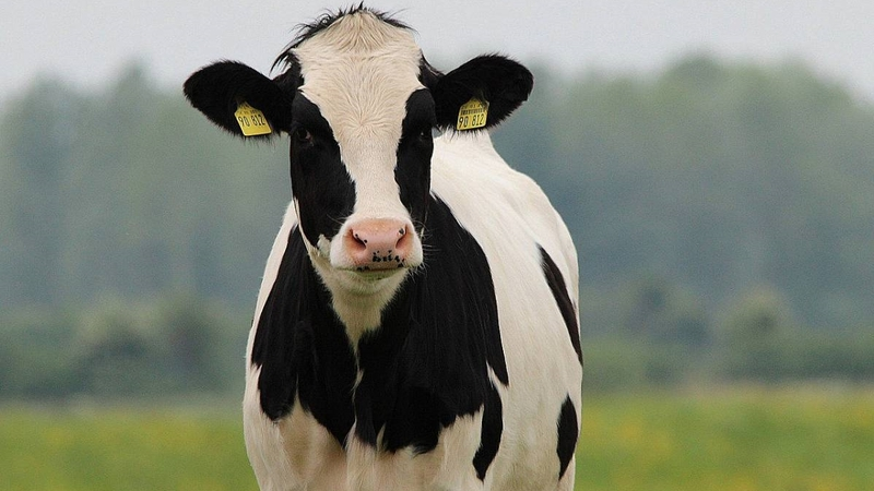 Case of bluetongue virus confirmed in Wexford