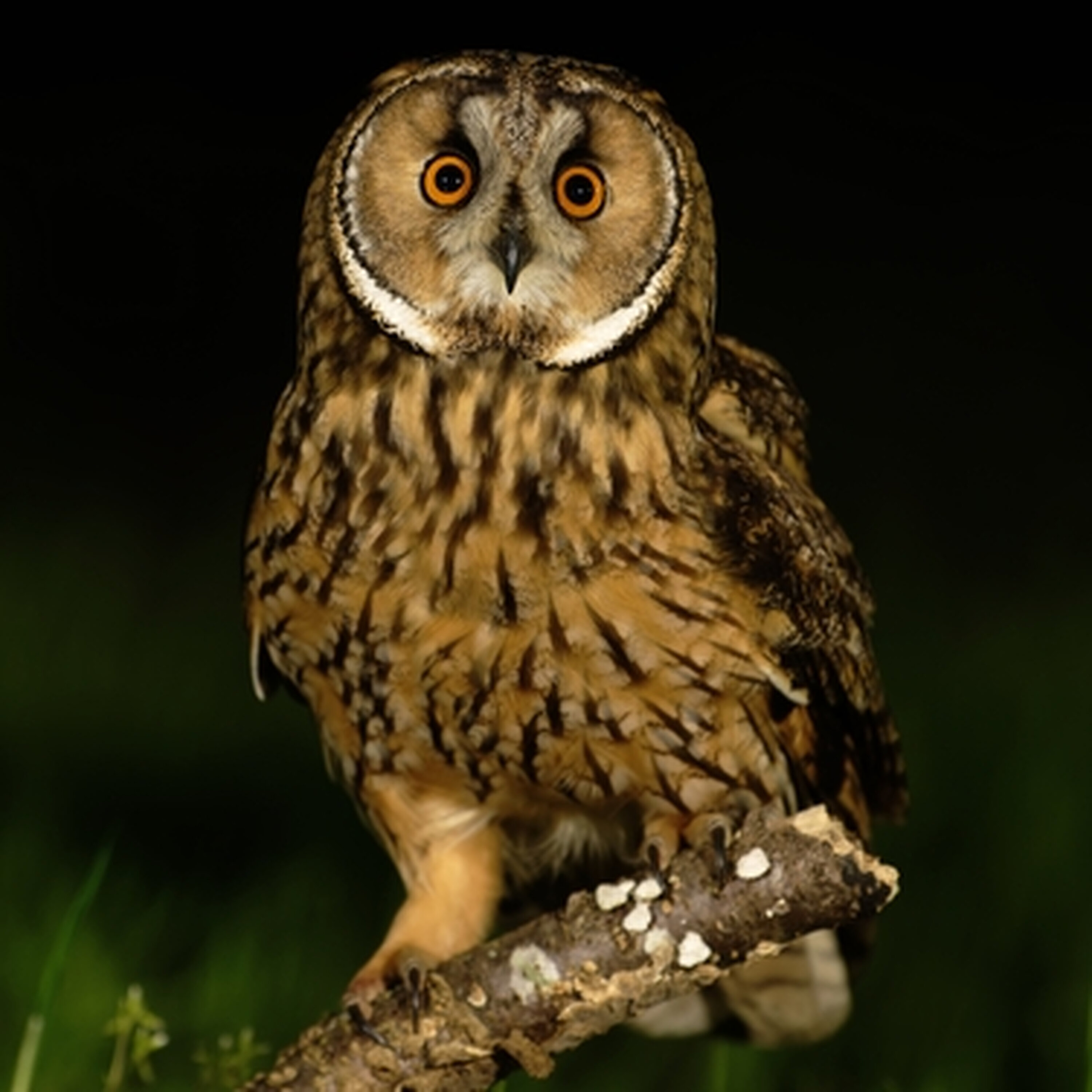 Owls, Bats and Creepy Crawlies