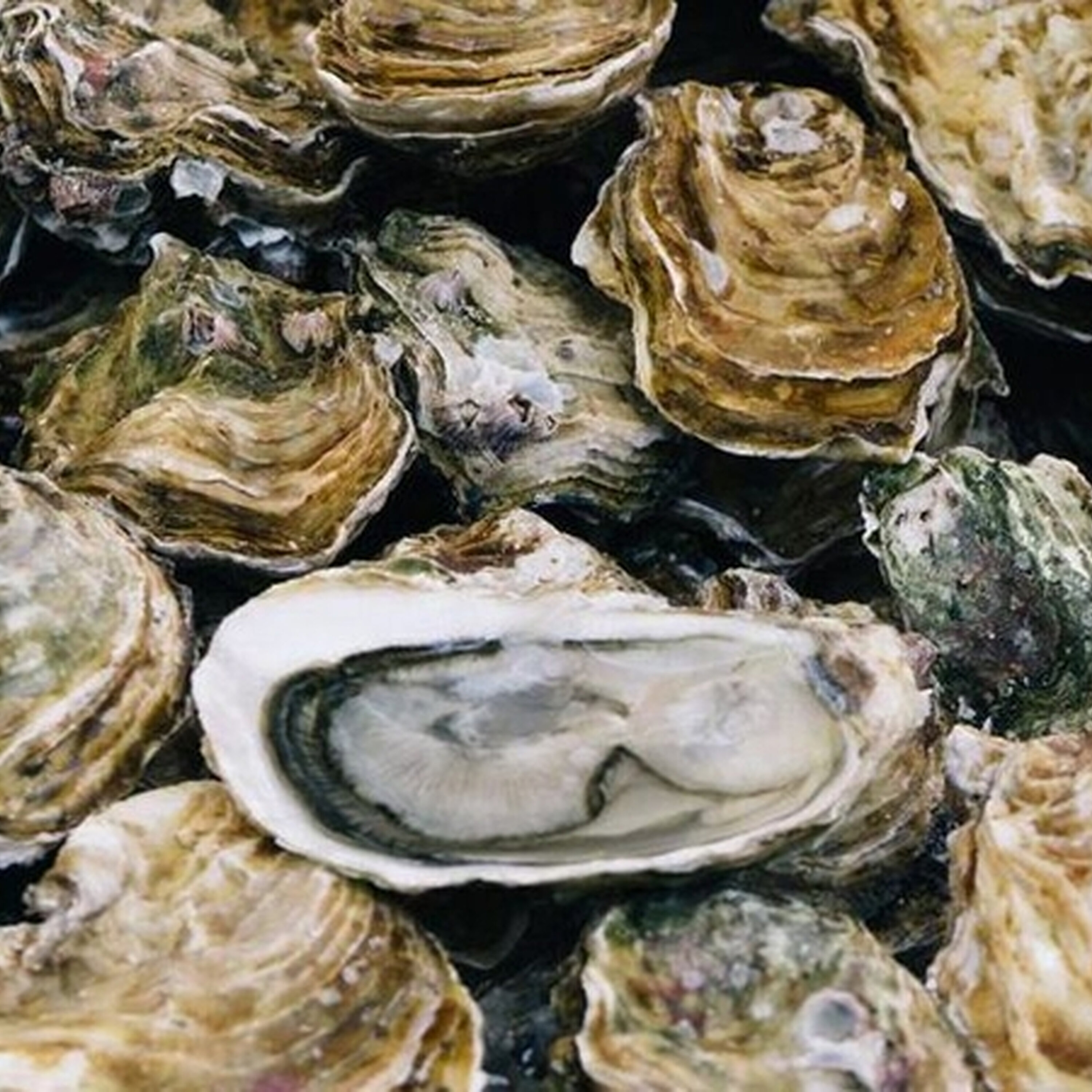 Shellfish in Sligo
