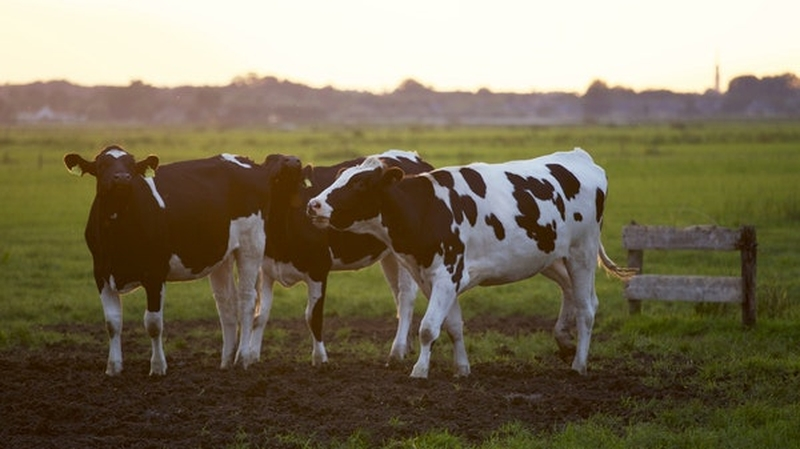 Cashing in on Cows with Deborah Donnelly