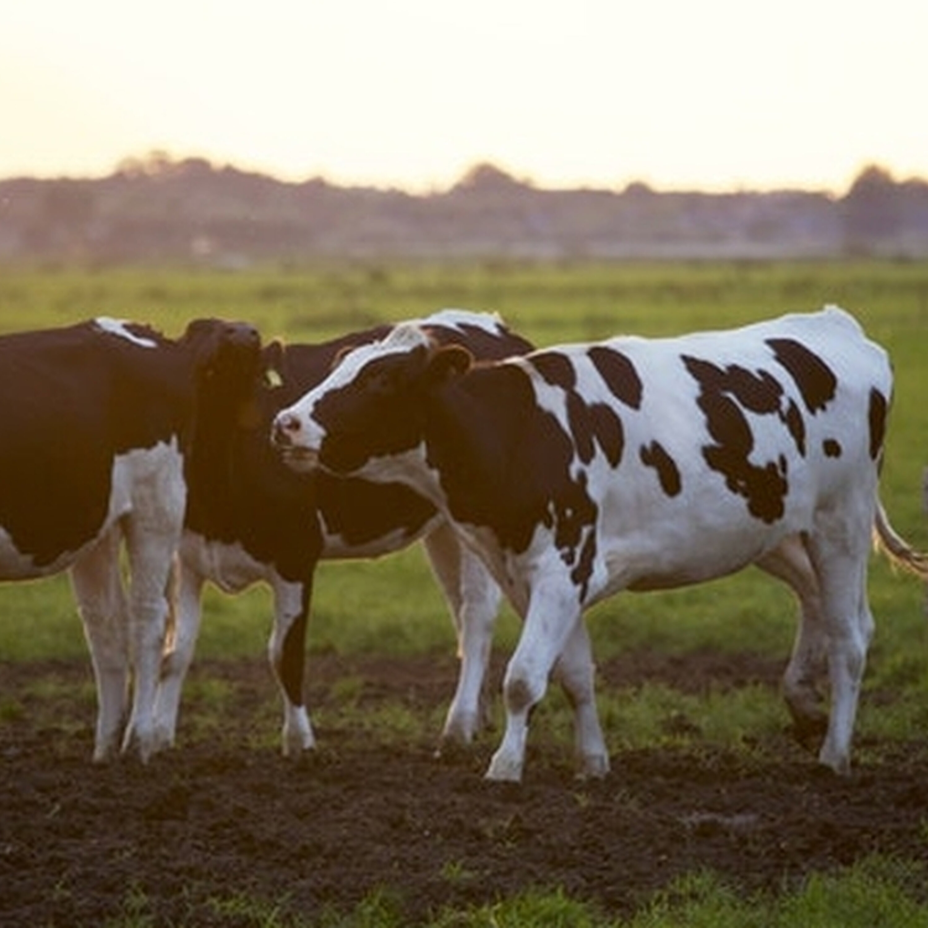 Cashing in on Cows with Deborah Donnelly
