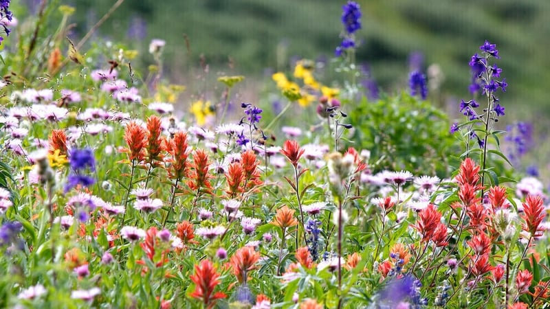 Businesses in Bloom
